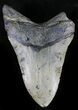 Bargain Megalodon Tooth - North Carolina #28499-1